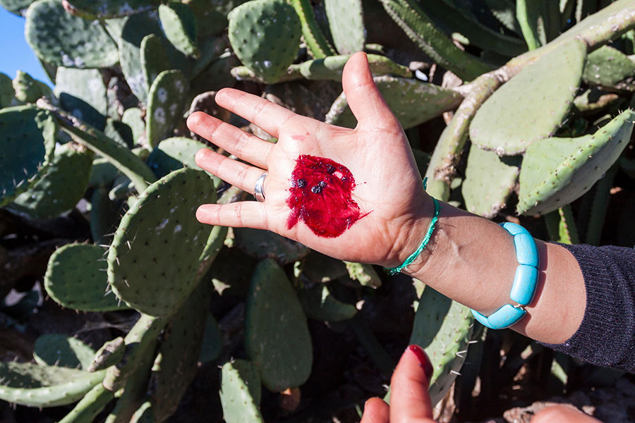 Cochineal, a red dye from bugs, moves to the lab