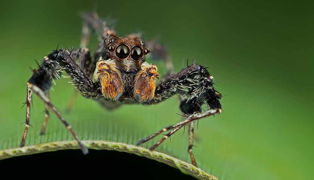 Spiders are much smarter than you think
