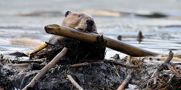 Photo of a beaver bringing a new stick to its dam.