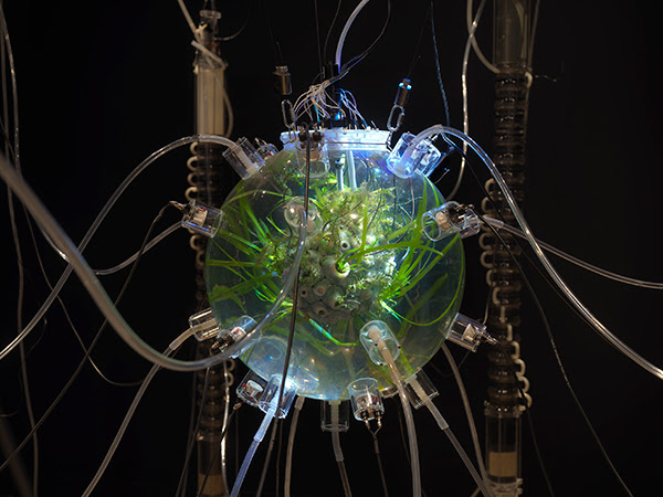 Dark gallery with a water processing system suspended from the ceiling with eleven chambers connected through various tubes and wires. At the center, a glass sphere contains livings plants, small fish, and processed wastewater.