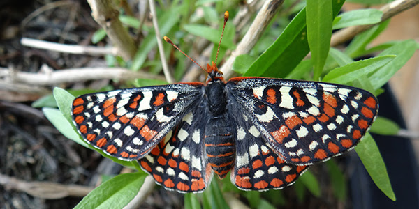 Photograph of a butterfly perched on a plant. Its wings are spread wide, showing off a checkered pattern in white, black and orange.