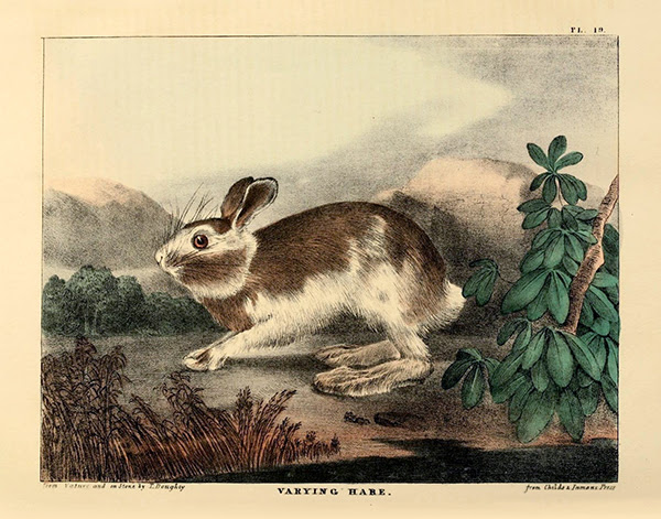 Snowshoe hare