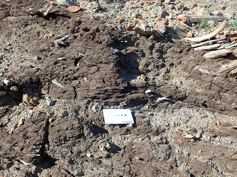 Foto de turba que contiene palos. Una tarjeta blanca indica el lugar donde puede verse una mandíbula fósil de castor.