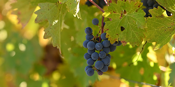 Photograph of a cluster of grapes hanging from a vine, surrounded by leaves.