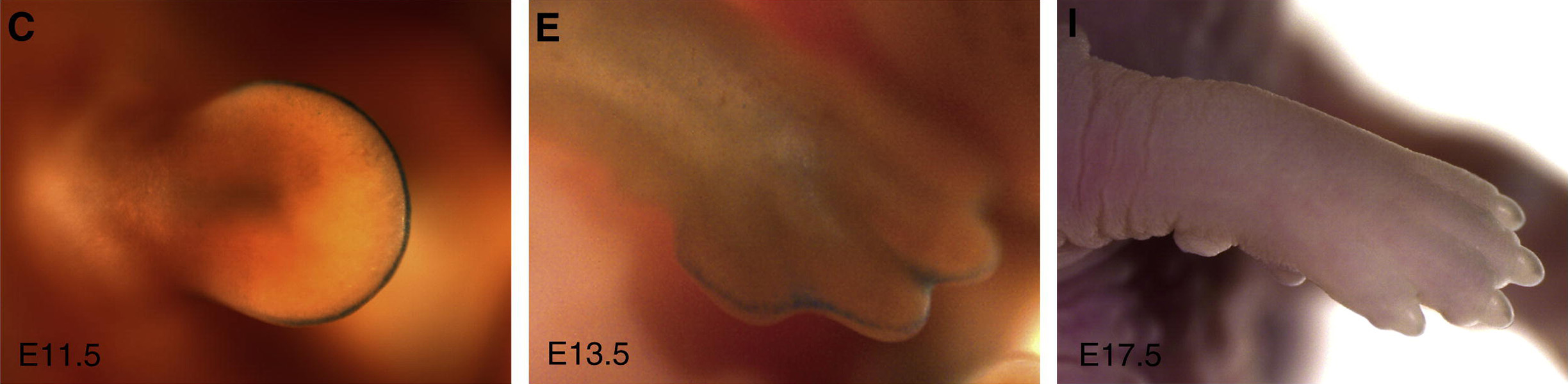 Tres fotos muestran el desarrollo de una pata de ratón desde un brote redondo hasta una extremidad en forma de manopla y un pie completo. Una línea azul bordea la punta de la extremidad en las dos primeras imágenes.