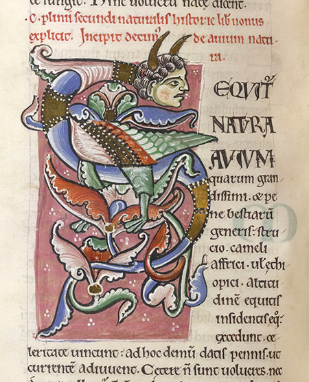 Detalle de un manuscrito iluminado de un libro de Historia Natural muestra el comienzo de una sección con la letra “S” que está decorada en una criatura híbrida imaginada con un cuerpo alado y una cabeza humana con cuernos.