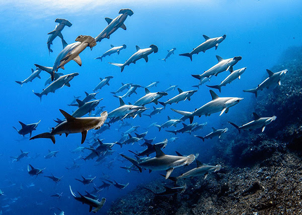 A school of hammerhead sharks swims past