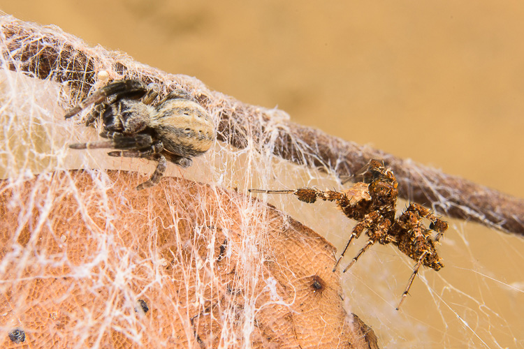 La foto muestra a una araña saltadora caminando detrás de una araña de terciopelo en la tela de esta.