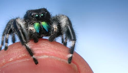Una foto en primer plano muestra a una pequeña araña peluda que se asoma desde la punta del dedo de una persona. La araña es negra con manchas blancas y pedipalpos verdes, y es más pequeña que el ancho de la uña.