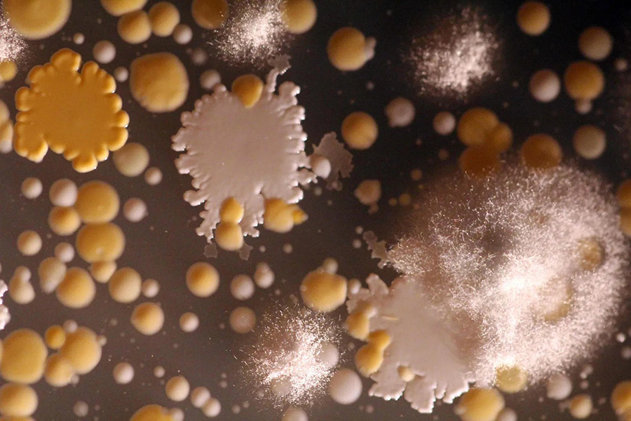 Foto de coloridas colonias de bacterias y mohos aisladas de la corteza de un queso azul.