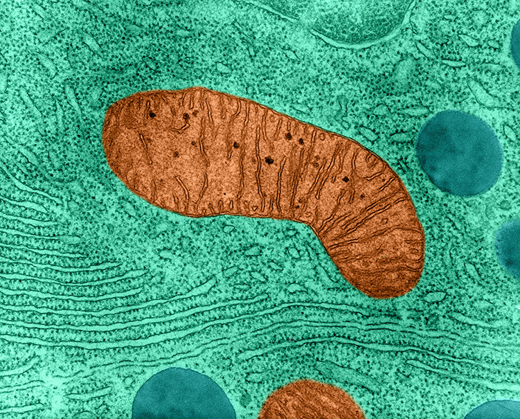 Micrografía de transmisión de electrones en la que se muestra un primer plano de una mitocondria en color marrón falso de una célula pancreática de murciélago y en la que se detalla su estructura interior. Aumento: 72 500X a un tamaño de impresión de 8 in x 10 in. 