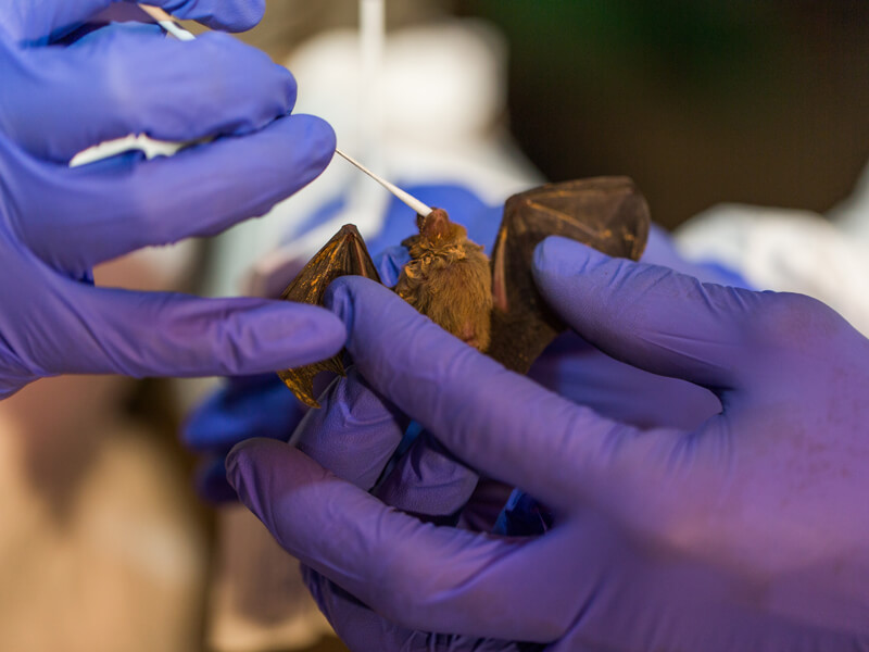 Close-up of someone’s gloved hands. The person is holding a small bat and inserting a swab into the bat's mouth.