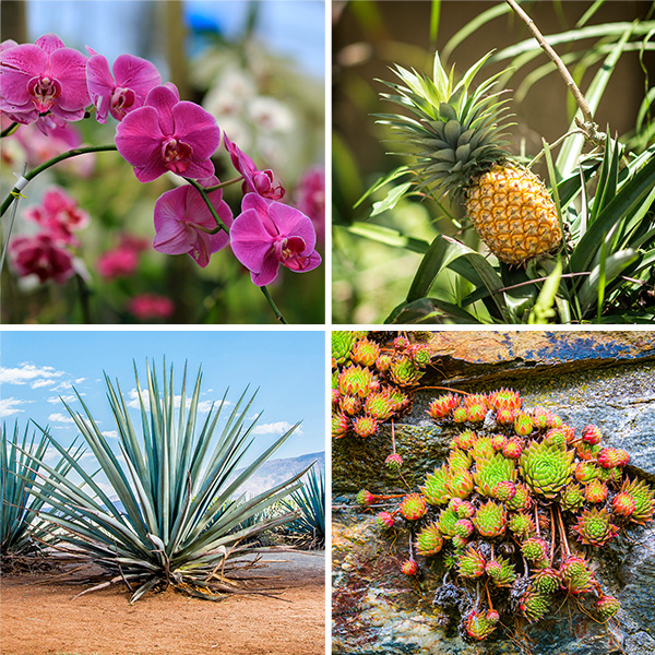 Cuatro fotos a color de plantas: orquídea, piña, agave y sedum
