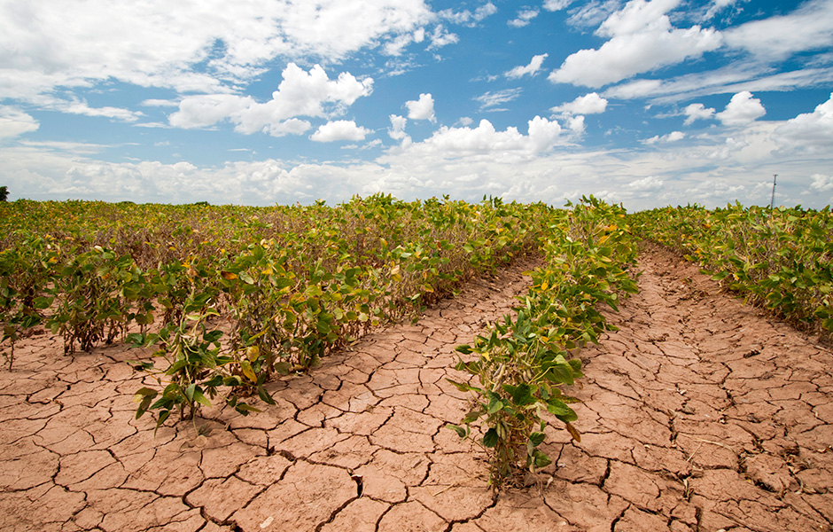 Foto de hileras de plantas de soja marchitas en un campo de Texas, con el suelo agrietado y seco.