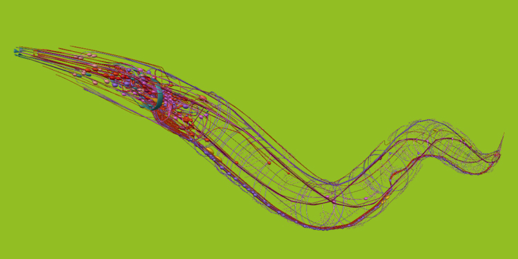 Map pinpoints the neural connections within a roundworm, with a denser cluster of neurons near the worm’s head.