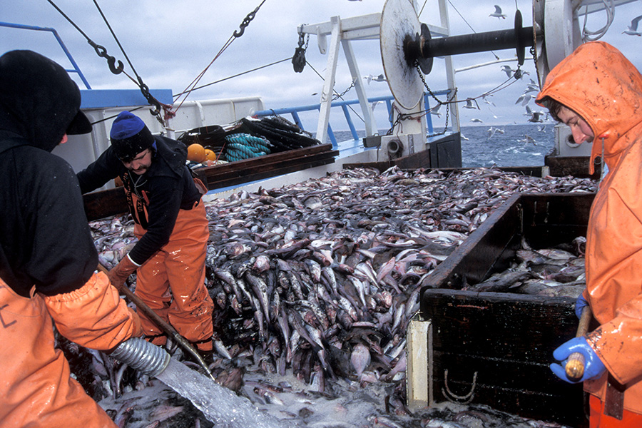 Fotografía de tres hombres con impermeables naranjas recogiendo una gran cantidad de pescado en la cubierta de un barco pesquero.
