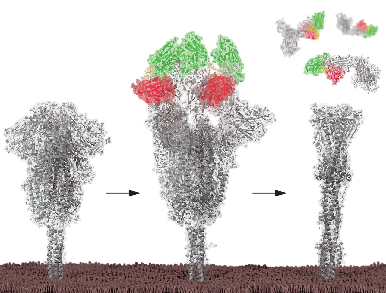 La proteína en forma de espiga o spike se muestra sola y luego desactivada por dos tipos de nanoanticuerpos.