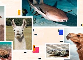 Pequeñas maravillas: los anticuerpos de camellos y tiburones que podrían cambiar la medicina