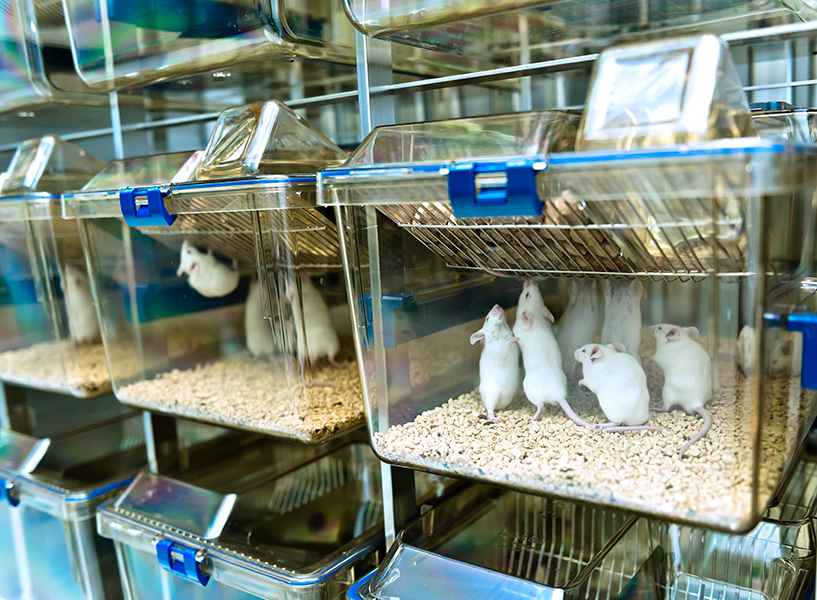 Foto de estantes con jaulas de plástico que contienen ratones blancos.