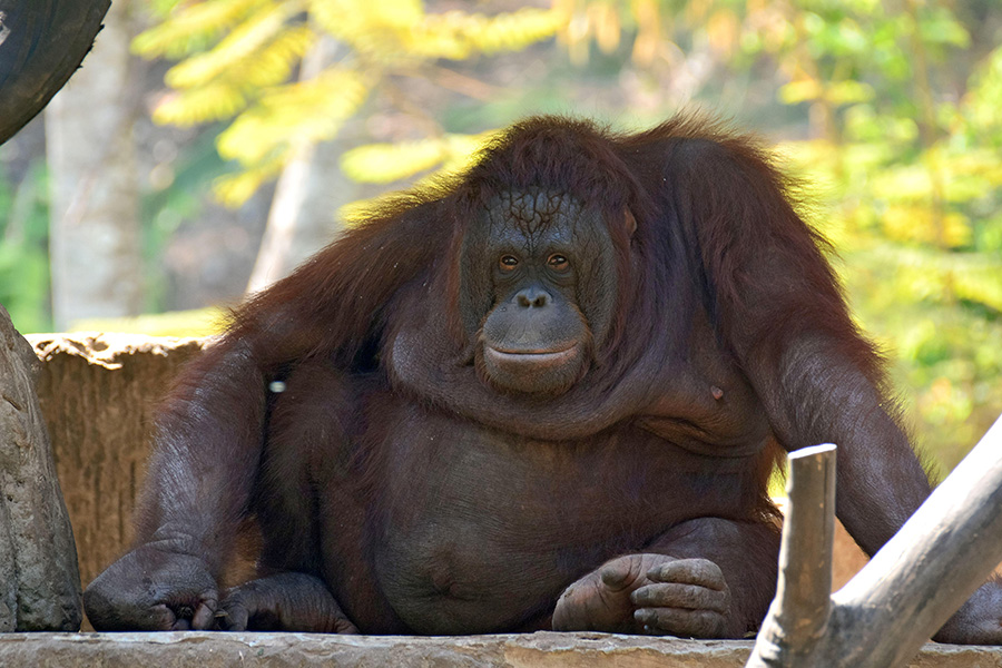 Foto de un orangután obeso sentado en una plataforma de madera.