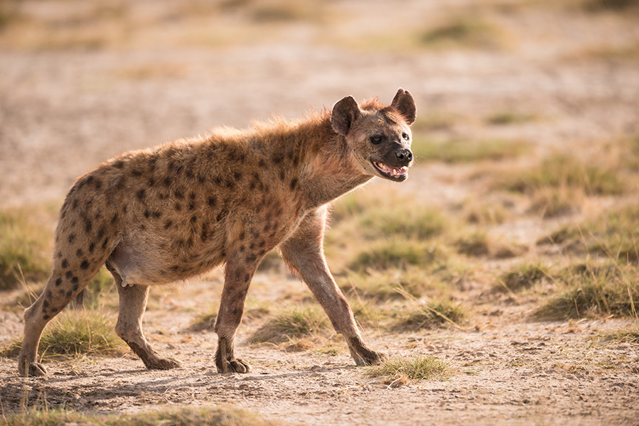 Hembra de hiena moteada (Crocuta crocuta) en el Parque Nacional de Amboseli, Kenia.