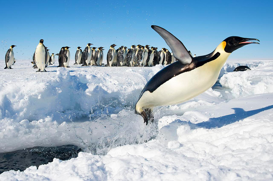 Fotografía de un pingüino emperador en la nieve, con un grupo de otros pingüinos al fondo.