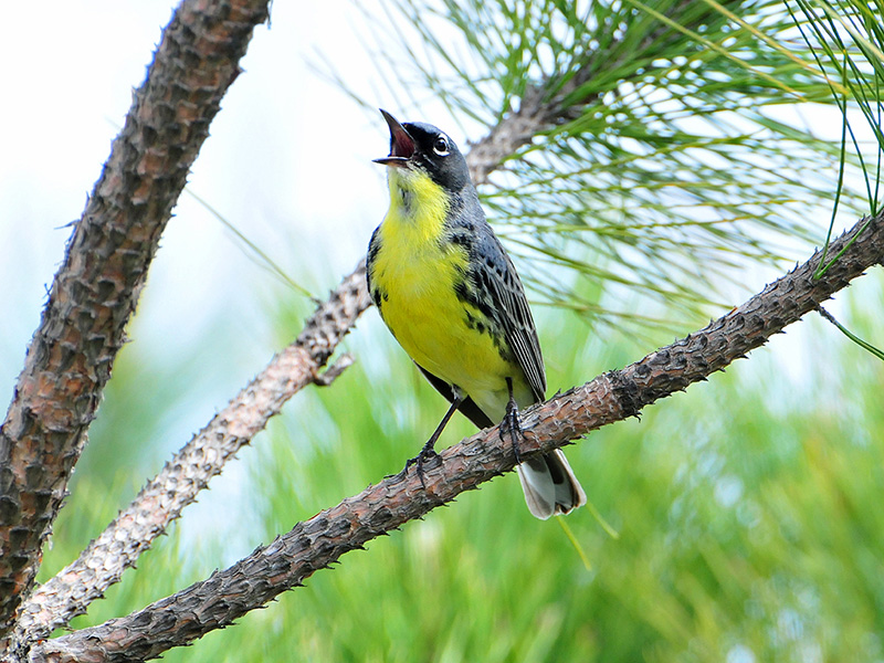 Foto de un pájaro de pecho amarillo posado en un árbol, cantando.