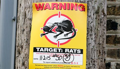 Un cartel amarillo municipal engrapado a un poste frente a una vieja pared de ladrillo muestra el icono de una rata espeluznante en el punto de mira de una diana roja. Advierte sobre el uso de cebos envenenados para matar ratas en la zona.