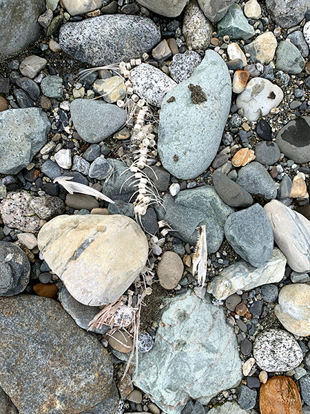 Foto de vértebras y otros huesos de salmón entre las rocas.