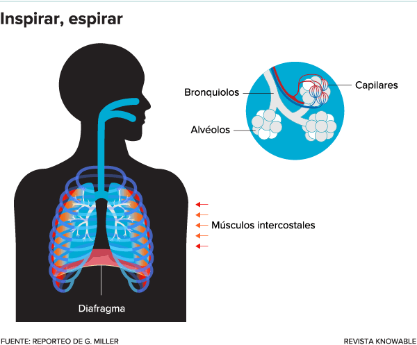 Gráfico de un torso humano que muestra las vías respiratorias, los pulmones, el diafragma, los músculos intercostales y una ampliación del tejido pulmonar que muestra bronquiolos, alvéolos y capilares.