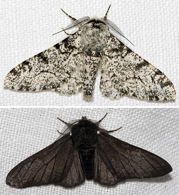 Fotografía de dos polillas. La de arriba es de color pálido moteado. La de abajo es negra.