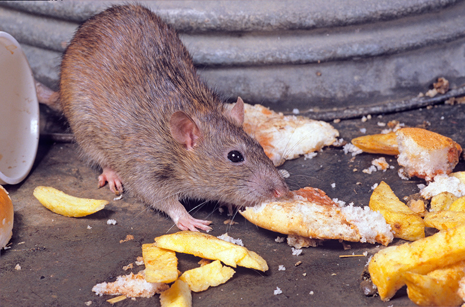 Fotografía de una rata parda comiendo lo que parece ser un trozo de pescado frito o quizá un pan de hamburguesa. También hay patatas fritas esparcidas. La rata parece estar disfrutando.