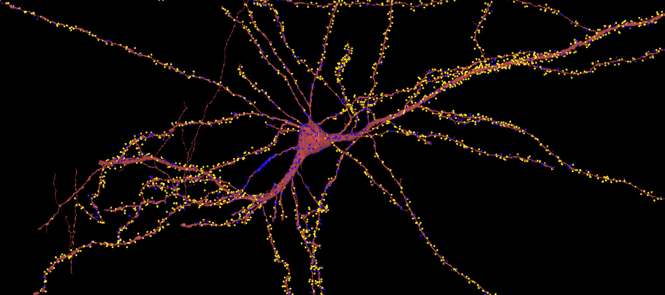 La imagen microscópica de falso color muestra los numerosos zarcillos filiformes de una neurona que se ramifican desde un núcleo celular central. La célula está inundada de manchas amarillas con algunas zonas azules, que revelan conexiones con otras neuronas.
