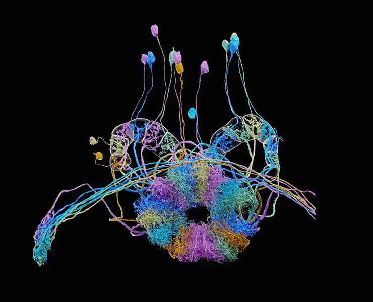 Una representación en 3D muestra la arquitectura de las neuronas y sus conexiones en una parte del cerebro de la mosca de la fruta. Algunas zonas parecen altos tallos, otras parecen más bien densas bobinas de extensiones en forma de hilo.