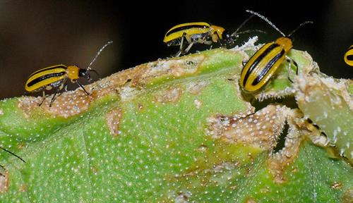 Cinco insectos con rayas amarillas y negras y largas antenas caminan sobre un trozo de hoja de aspecto muy maltratado.
