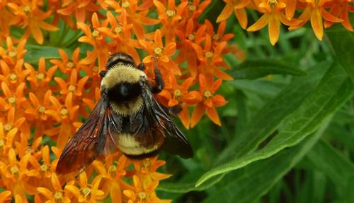 Fotografía de un abejorro sobre pequeñas flores anaranjadas.