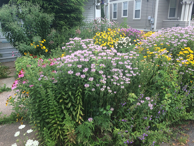 Foto de un jardín en la entrada de una casa sin césped. En su lugar, está cubierto de plantas con flores.