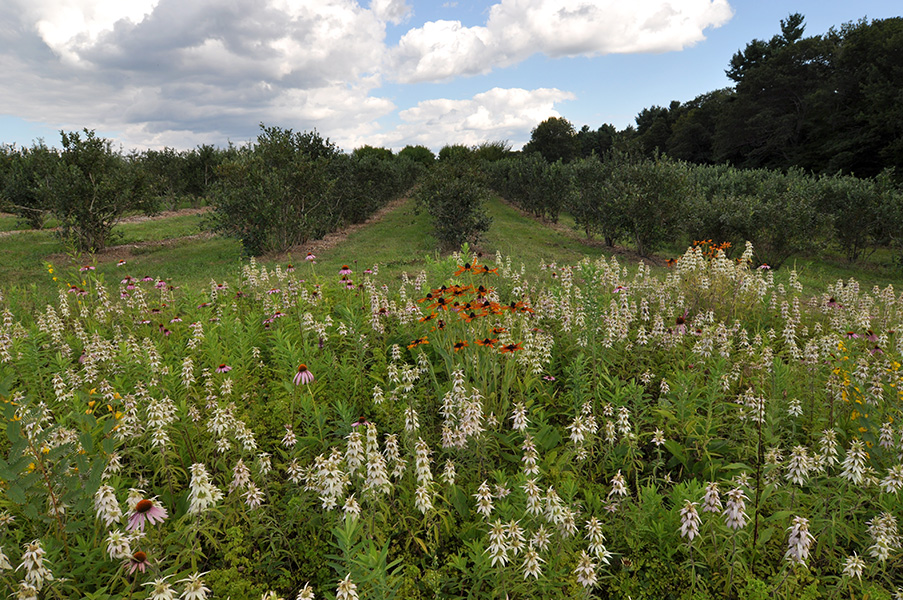Foto de un campo, con flores en primer plano.