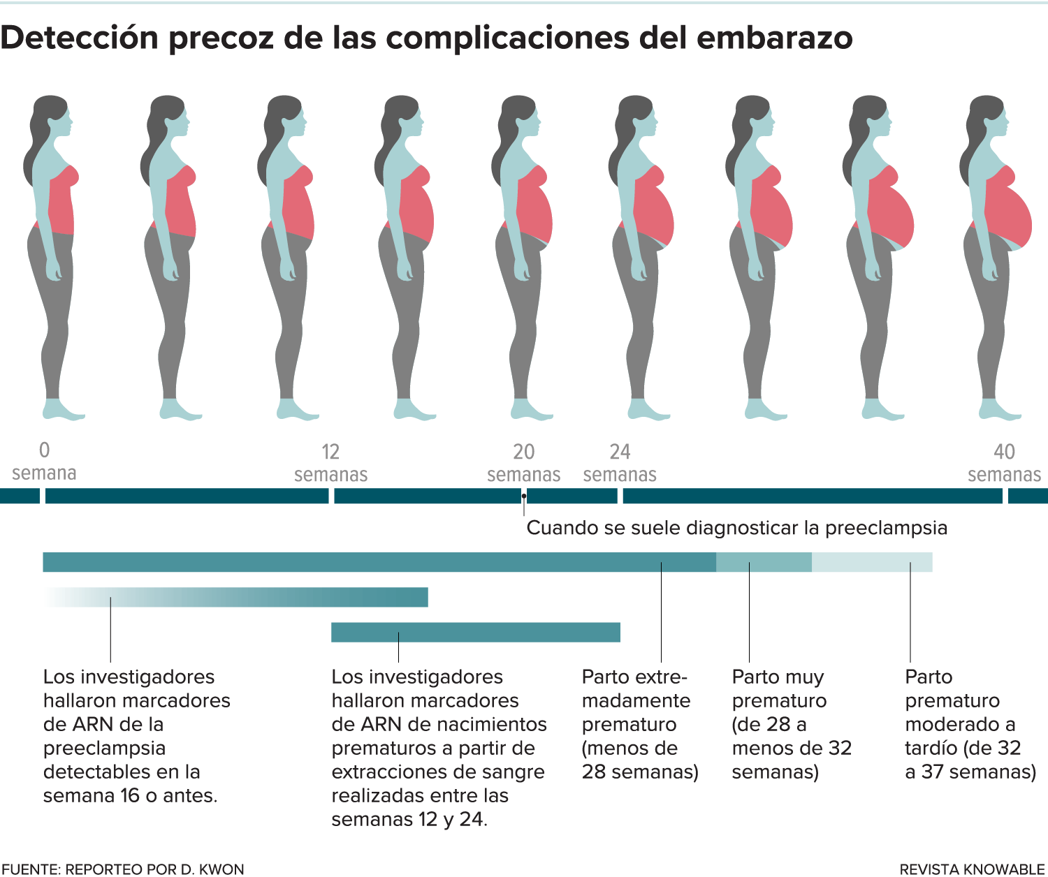 Gráfico que muestra la cronología del embarazo, con los momentos clave marcados.