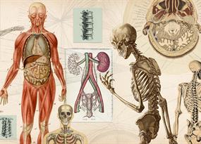 Datos curiosos sobre los huesos: algo más que andamios