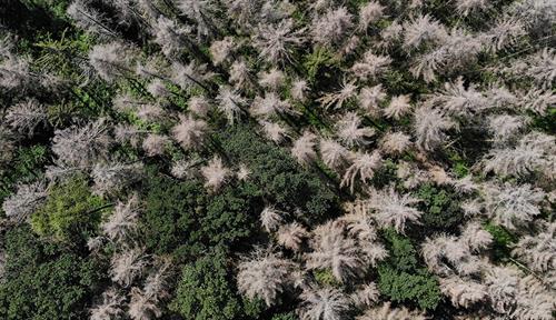 Foto aérea de un bosque con muchos árboles grises y muertos.