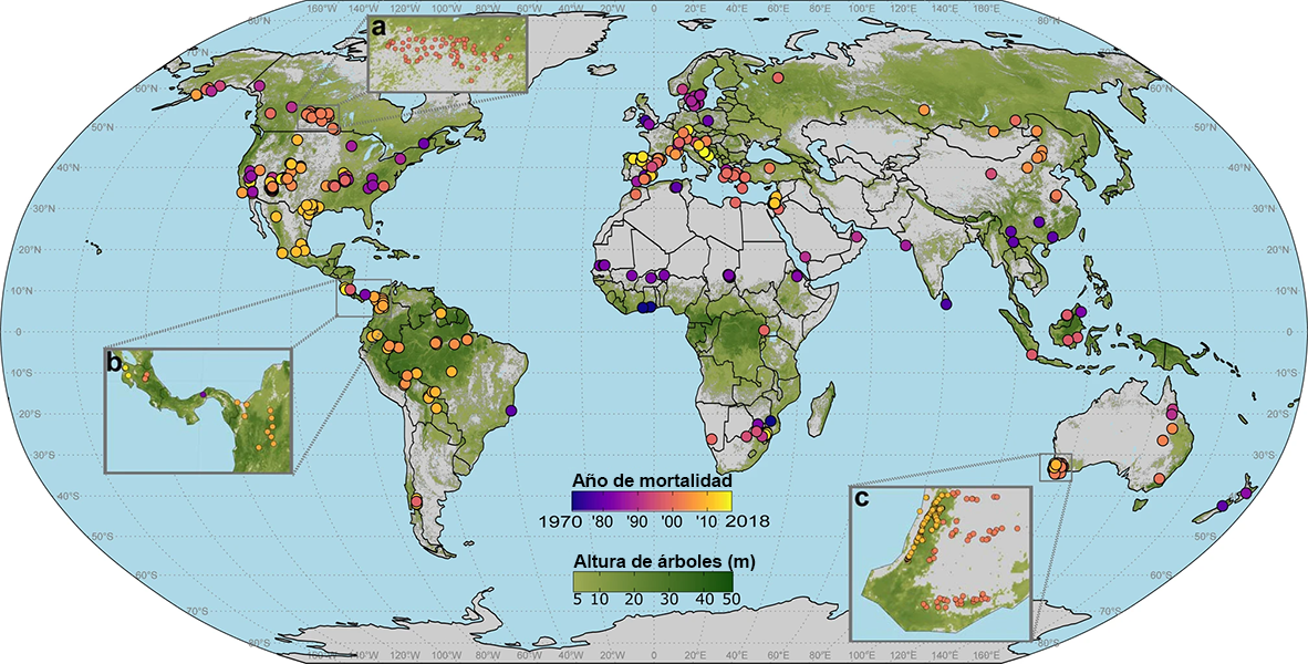 Planisferio que muestra la ubicación de los eventos de mortalidad de árboles causados por la sequía, desde 1970.