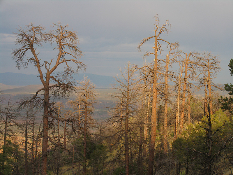 Foto de pinos ponderosa muertos en la ladera de una montaña