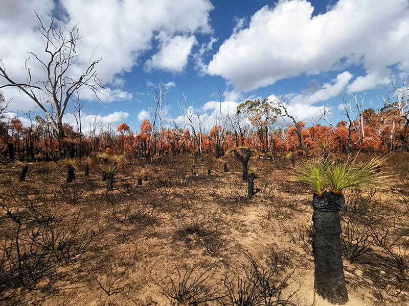 Foto de varios árboles muertos en el bosque de Jarrah, al norte de Australia.