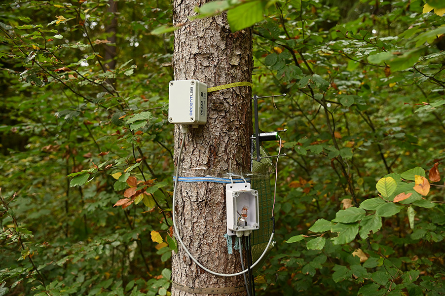 Foto de un tronco de árbol con varios dispositivos de vigilancia atados a él. Hojas verdes de otros árboles al fondo