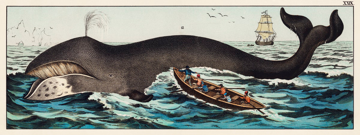 Antigua ilustración de una ballena de Groenlandia siendo abordada por un bote de remos con balleneros. Un barco de vela está en el fondo.