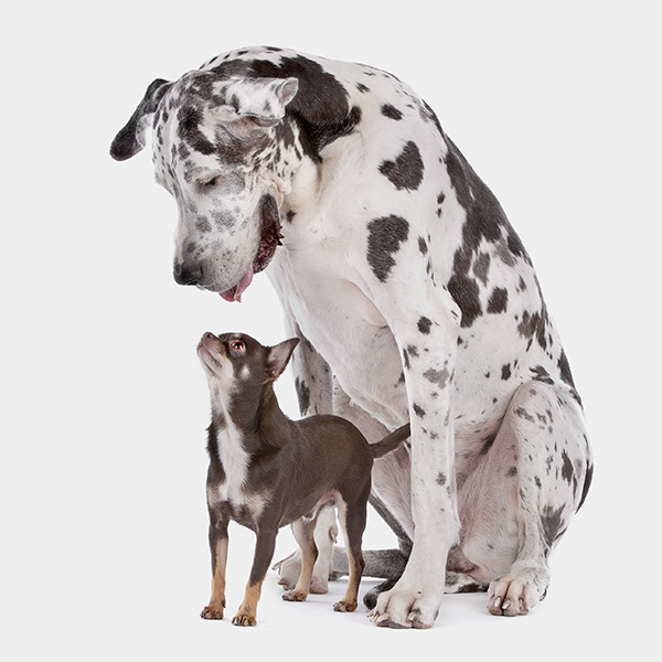 Un perro gran danés está de pie sobre un chihuahua. Los dos se miran mutuamente.