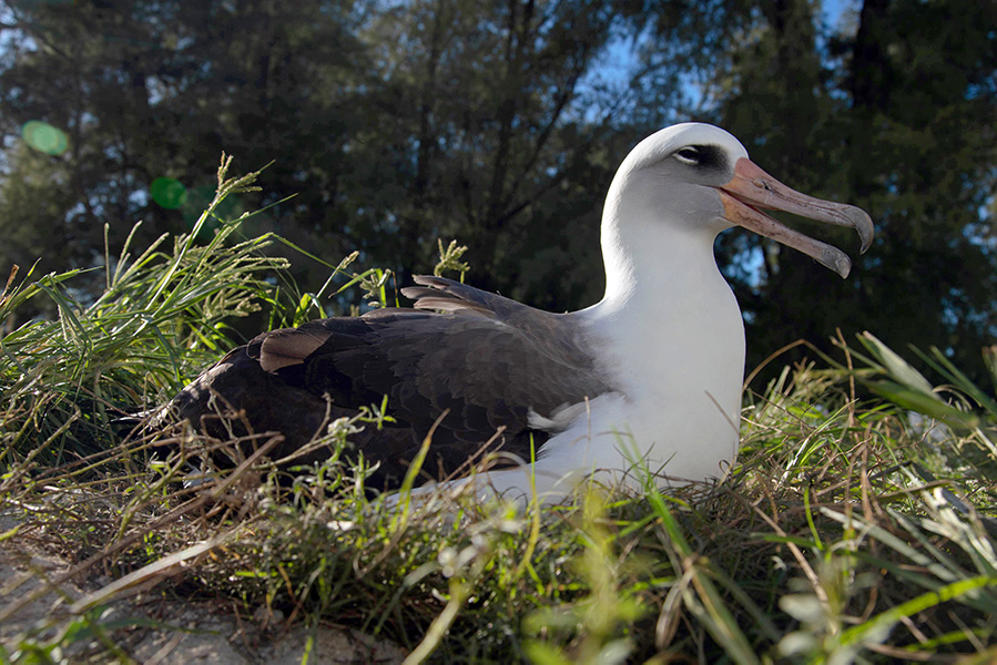 Foto de un albatros de Laysan sentado en su nido.