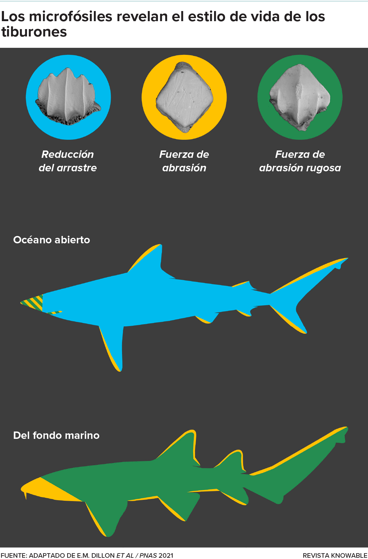 Diagrama que muestra cómo los biólogos pueden inferir el estilo de vida de un tiburón a partir de diminutos trozos fosilizados de su piel.