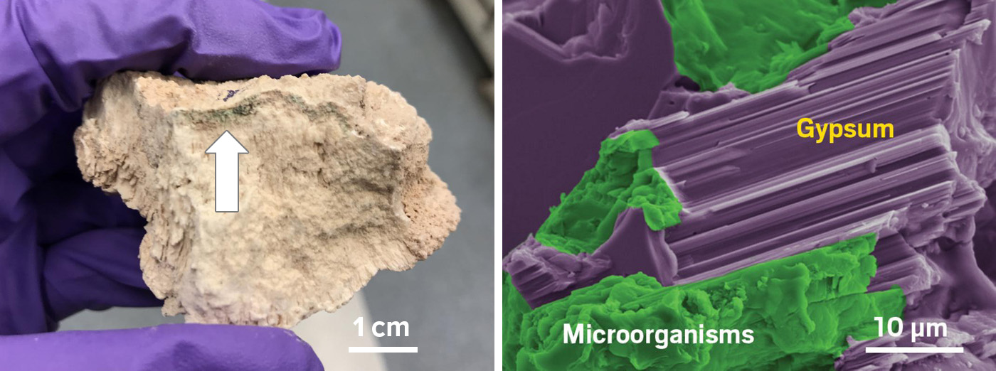 Dos fotos, una mano sostiene un trozo de roca y una imagen en primer plano revela los microbios que hay en su interior.